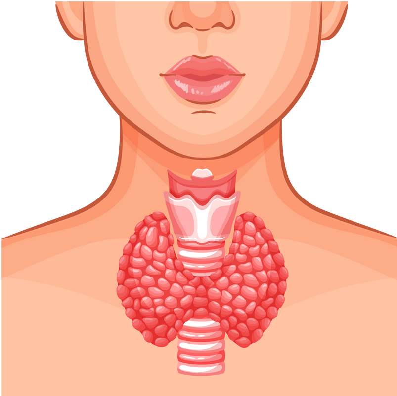 Human thyroid gland organ, trachea anatomy, woman endocrine system health, endocrinology disease illustration